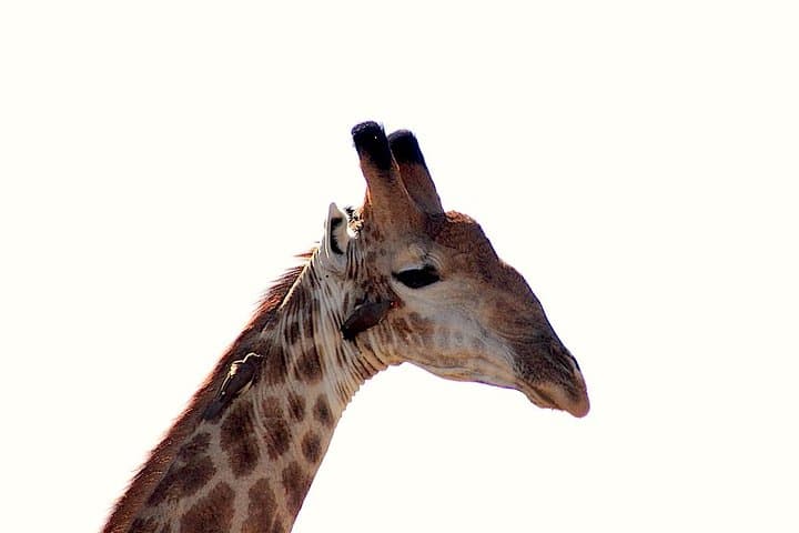 Full-Day Kruger National Park Safari — Open Vehicle Big 5 Experience photo 3