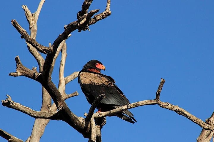 Full-Day Kruger National Park Safari — Open Vehicle Big 5 Experience photo 2