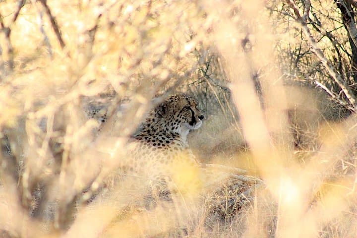 Full-Day Kruger National Park Safari — Open Vehicle Big 5 Experience photo 4
