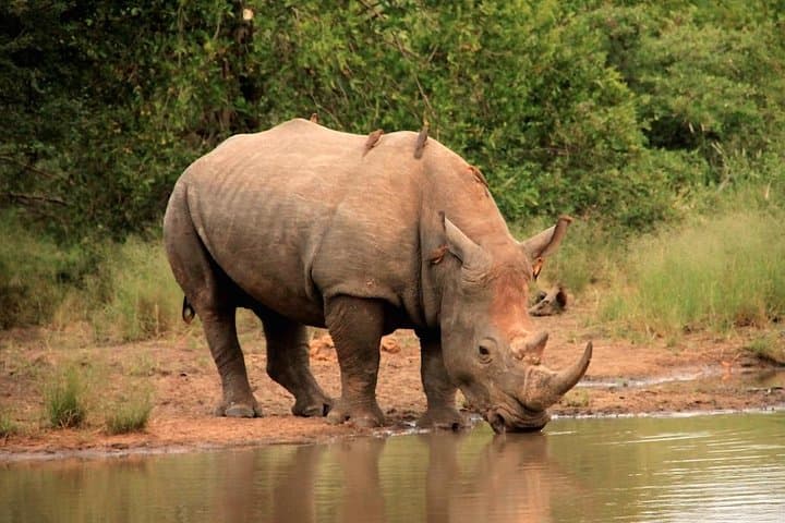 Full-Day Kruger National Park Safari — Open Vehicle Big 5 Experience photo 5