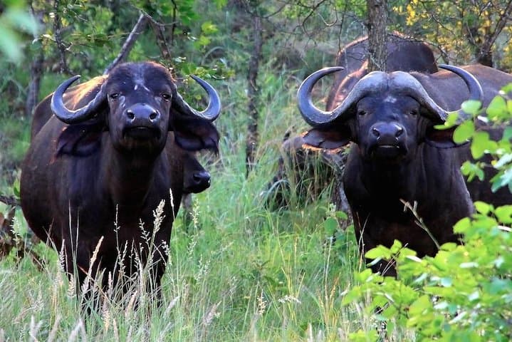 Full-Day Kruger National Park Safari — Open Vehicle Big 5 Experience photo 6