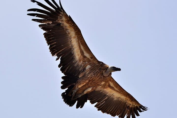 Vulture Trek in Psiloritis Geopark: Platania Gorge Birdwatching Hike photo 6