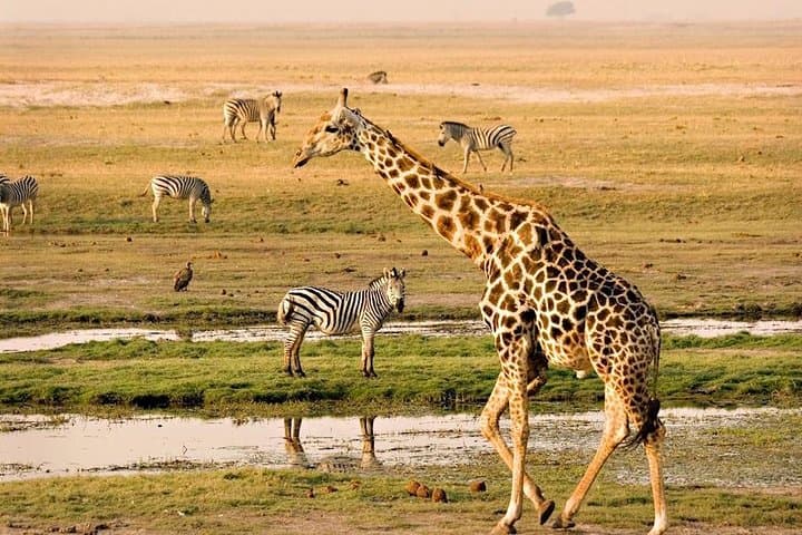 Full-Day Chobe Safari and Chobe River Boat Cruise from Victoria Falls photo 2