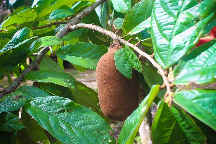 Amazon Peacock Paradise Ecolodge: 4-Day Jungle Adventure from Manaus photo 6
