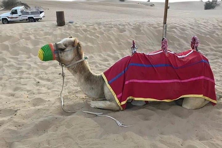 Sunset Dune Safari in Dubai: BBQ, Camel Rides & Camp Entertainment photo 4