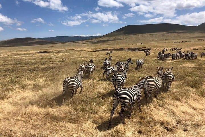 Two-Day Private Safari: Tarangire & Ngorongoro Crater — Big Five Close-Up photo 6