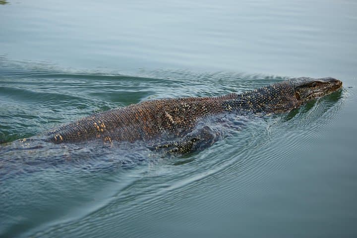 Madu River Boat Cruise from Colombo — Bentota Mangrove Safari & Turtle Release photo 5