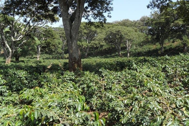 Arusha Coffee Plantation Day Tour: Coffee Farm Visit, Tasting & History photo 3