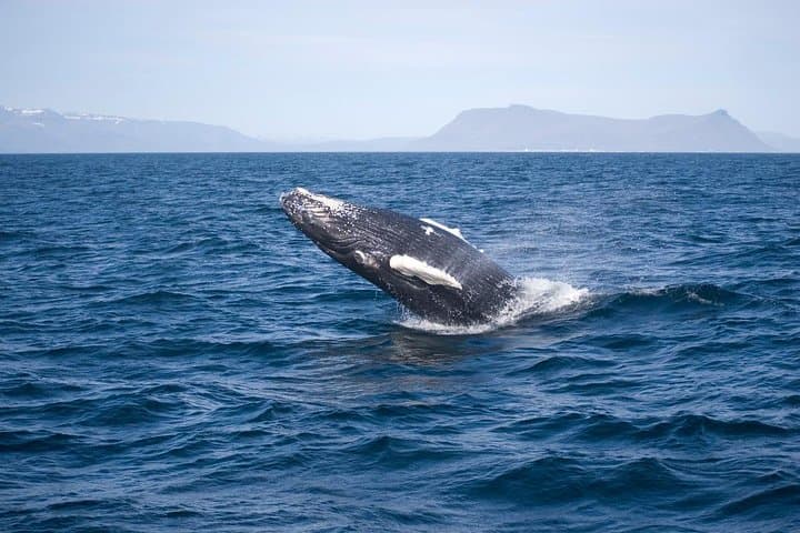 Reykjavik Combo: ATV to Ulfarsfell and Faxafloi Whale Watching photo 4