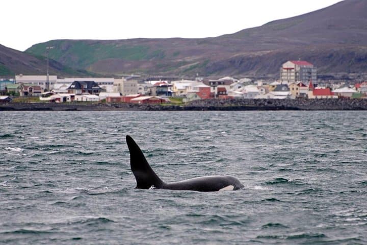 Full-Day Buggy and Whale Watching Adventure from Reykjavik photo 4
