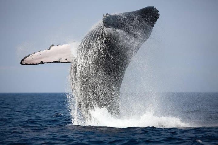 Full-Day Buggy and Whale Watching Adventure from Reykjavik photo 6