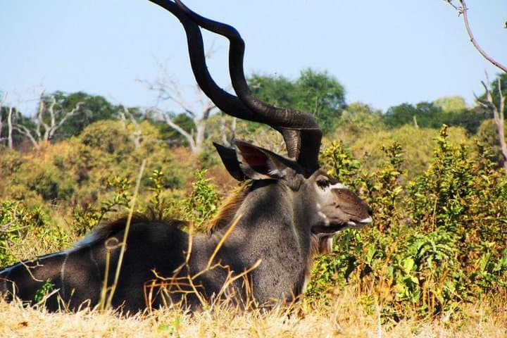 Full-Day Chobe Safari and Chobe River Boat Cruise from Victoria Falls photo 6