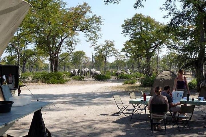 3-Day Chobe Camping Safari — Elephants, River Cruises & Night Skies in Botswana photo 3