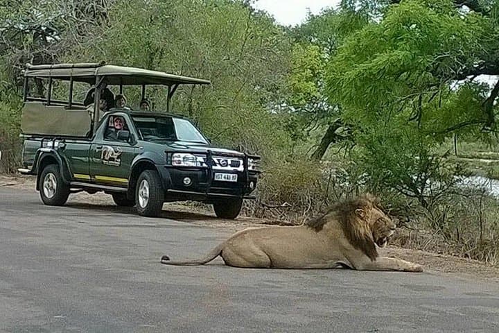 Half-Day Open-Vehicle Safari in Kruger National Park from Marloth Park