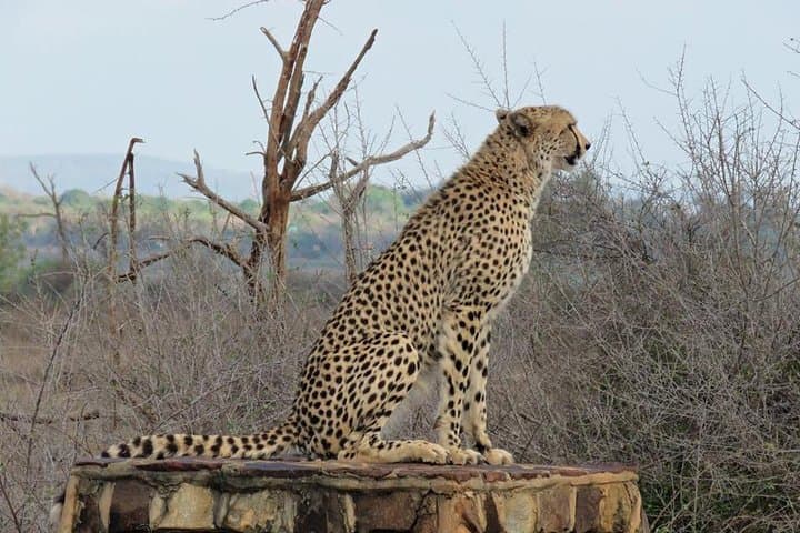 Half-Day Open-Vehicle Safari in Kruger National Park from Marloth Park photo 2