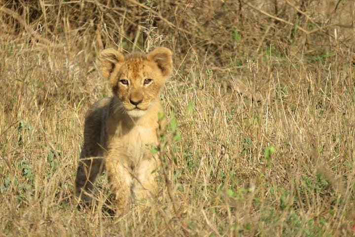 Half-Day Open-Vehicle Safari in Kruger National Park from Marloth Park photo 3