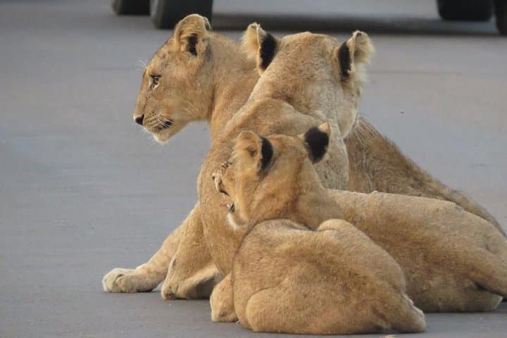 Half-Day Open-Vehicle Safari in Kruger National Park from Marloth Park photo 4