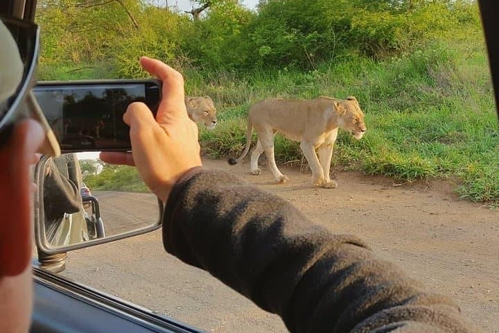 Half-Day Open-Vehicle Safari in Kruger National Park from Marloth Park photo 5