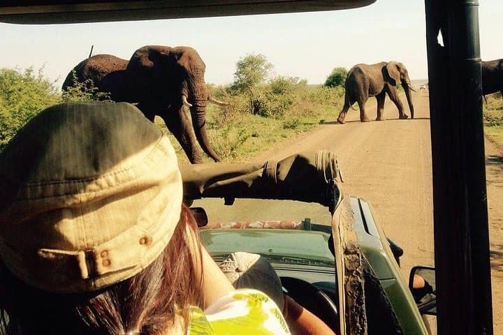 Half-Day Open-Vehicle Safari in Kruger National Park from Marloth Park photo 6