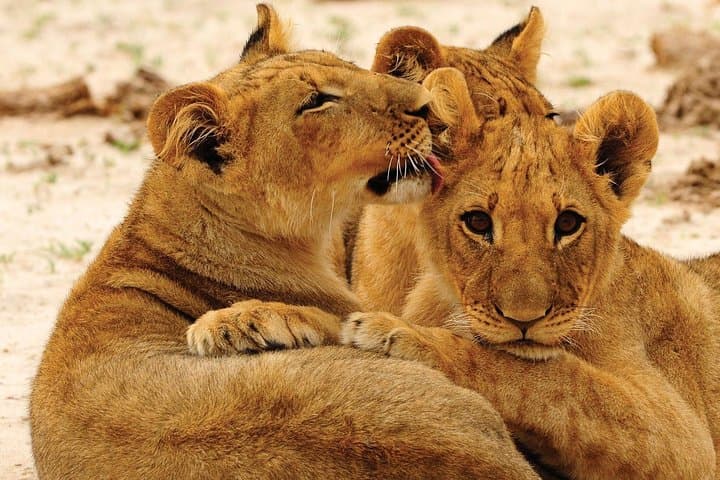 Hwange National Park Full-Day Game Drive from Victoria Falls