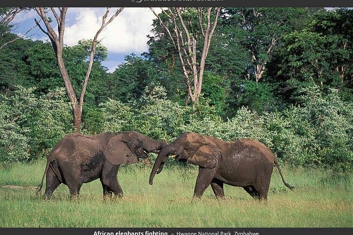 Hwange National Park Full-Day Game Drive from Victoria Falls photo 2
