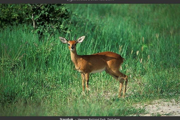 Hwange National Park Full-Day Game Drive from Victoria Falls photo 3