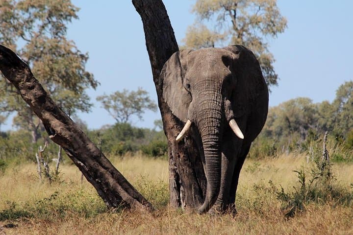 Hwange National Park Full-Day Game Drive from Victoria Falls photo 4