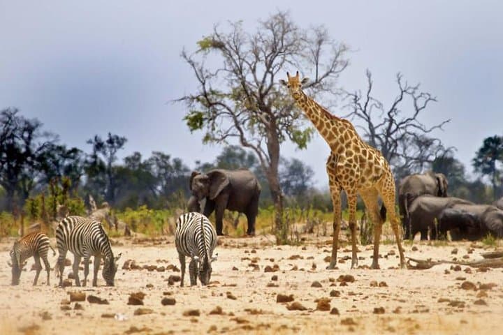Hwange National Park Full-Day Game Drive from Victoria Falls photo 5