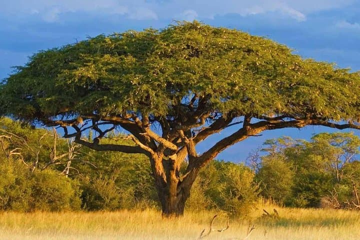 Hwange National Park Full-Day Game Drive from Victoria Falls photo 6