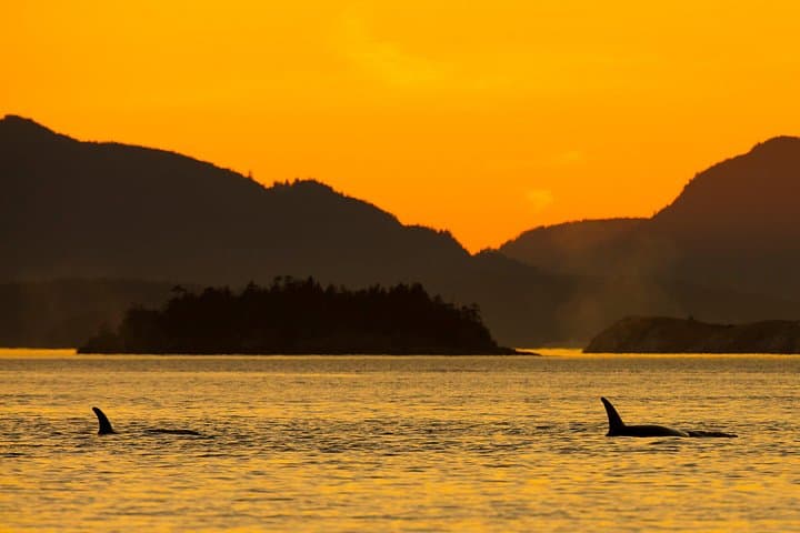 Victoria Sunset Whale-Watching Cruise on the Salish Sea photo 2