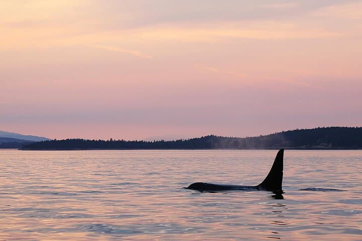 Victoria Sunset Whale-Watching Cruise on the Salish Sea photo 4