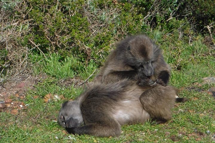 Cape Point & Cape of Good Hope Morning Tour — Chapman’s Peak, Penguins & Lighthouse Walk photo 3