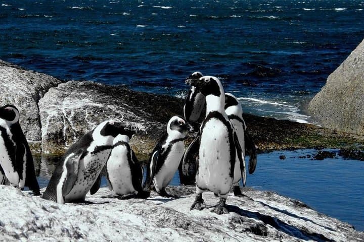 Cape Point & Cape of Good Hope Morning Tour — Chapman’s Peak, Penguins & Lighthouse Walk photo 5