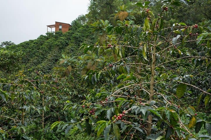 Coffee Tour La Palma & El Tucan: Bogotá Specialty Coffee Experience photo 3