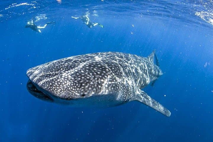 Whale Shark Snorkel off Isla Mujeres — Mexican Caribbean Day Tour photo 2