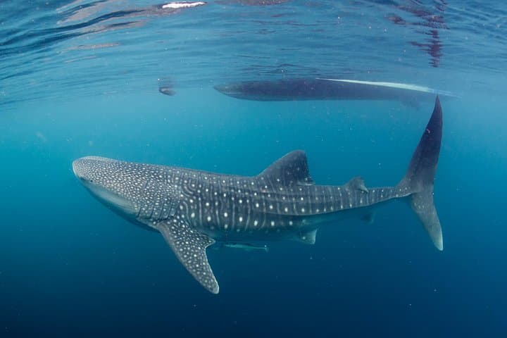 Whale Shark Snorkel off Isla Mujeres — Mexican Caribbean Day Tour photo 3