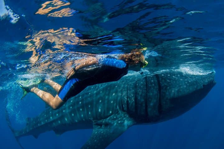 Whale Shark Snorkel off Isla Mujeres — Mexican Caribbean Day Tour photo 1