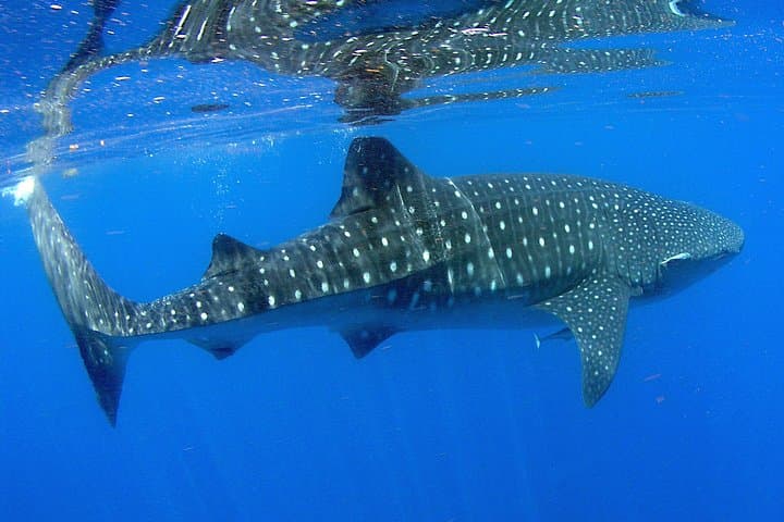 Whale Shark Snorkel off Isla Mujeres — Mexican Caribbean Day Tour photo 4