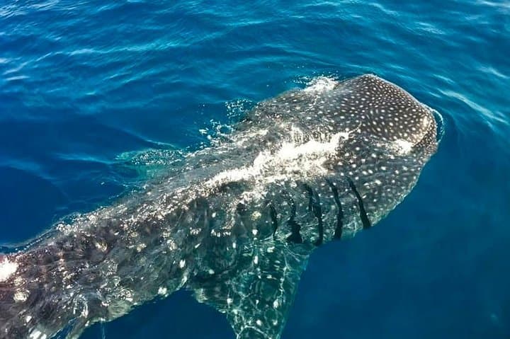 Swim with Whale Sharks from Cancun: Day Expedition to Isla Contoy photo 6