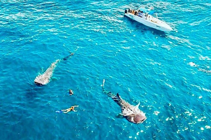 Swim with Whale Sharks from Cancun: Day Expedition to Isla Contoy photo 3
