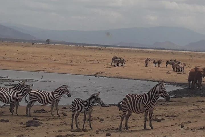 Four-Day Tsavo East, Amboseli & Taita Hills Wildlife Safari photo 2