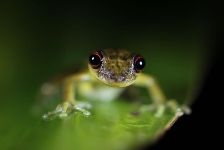Manuel Antonio Jungle Night Tour — Nocturnal Wildlife Walk Near Quepos photo 5