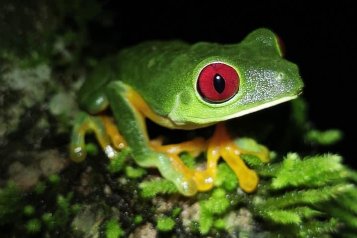 Manuel Antonio Jungle Night Tour — Nocturnal Wildlife Walk Near Quepos