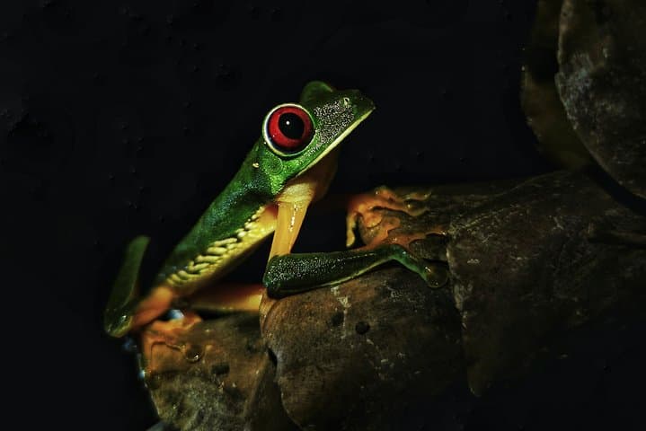 Manuel Antonio Jungle Night Tour — Nocturnal Wildlife Walk Near Quepos photo 4