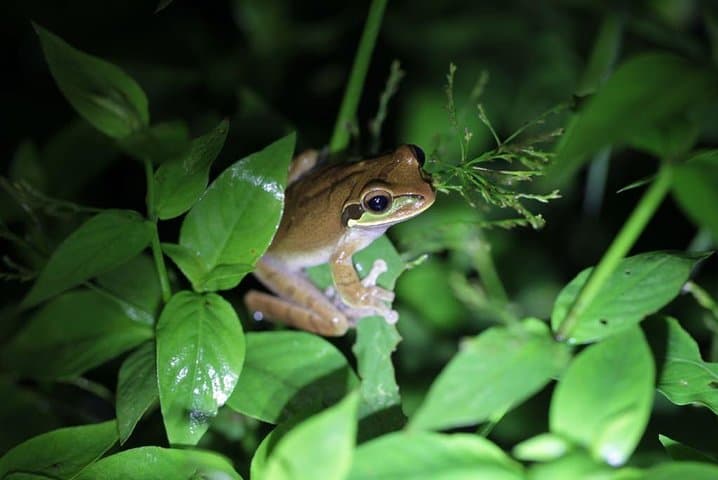 Manuel Antonio Jungle Night Tour — Nocturnal Wildlife Walk Near Quepos photo 6