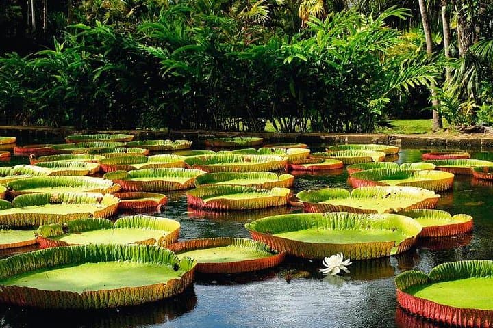 North Mauritius Day Tour: Pamplemousses Garden, Port Louis, Mont Choisy & Cap Malheureux photo 2