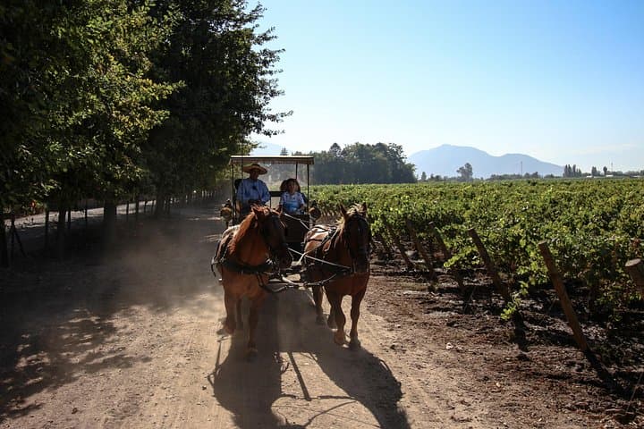Colchagua Valley Wineries: Montes & Viu Manent Day Tour from Santiago