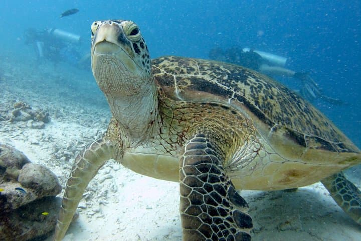 RAID Try-Dive in Kota Kinabalu: Introductory Scuba at Tunku Abdul Rahman Marine Park photo 2