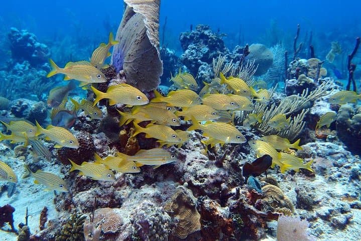 Catalina Island Snorkel Excursion from Punta Cana — Wall Reef, Snorkel & Beach BBQ photo 2