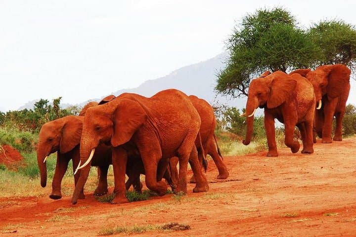 Volunteer at Lumo Wildlife Sanctuary: 14-Day Conservation Program from Nairobi photo 2